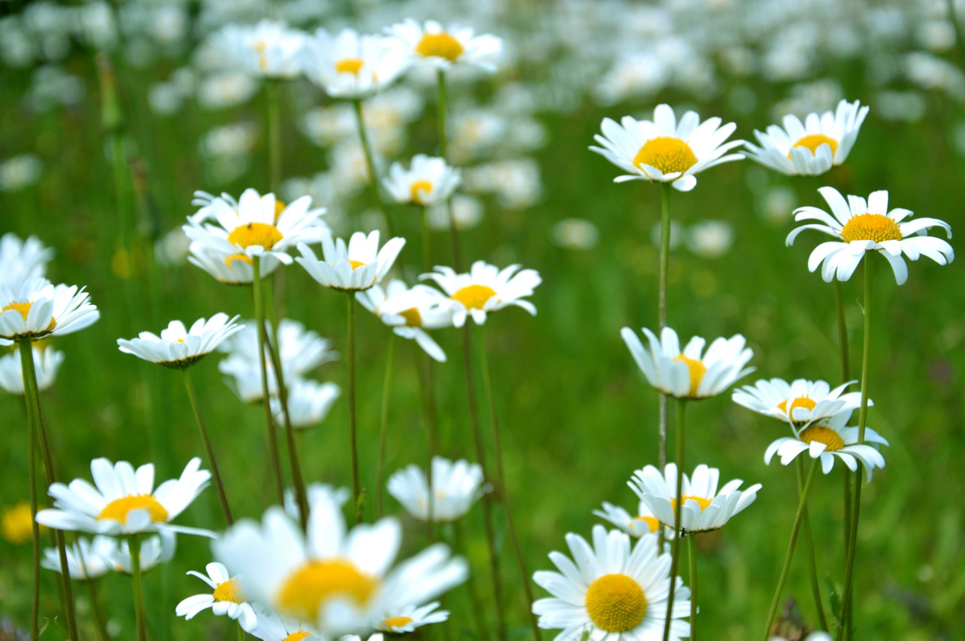 daisys